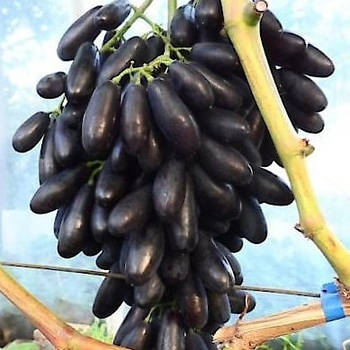 Вегетуючі саджанці винограду Яся - ранній, аромоматний, урожайний