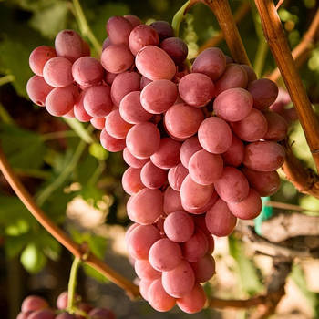 Вегетуючі саджанці винограду Кишмиш Червоне Полум'я - раннього терміну, урожайний, посухостійкий