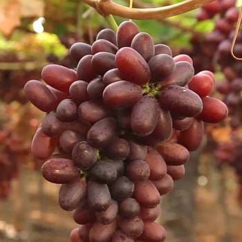 Вегетуючі саджанці винограду Кишмиш Кримсон Сідлис - пізнього строку, транспортабельний, урожайний