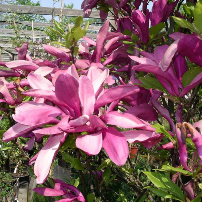 Саджанці Магнолії Сьюзан (Magnolia Susan) Р9, фото 1