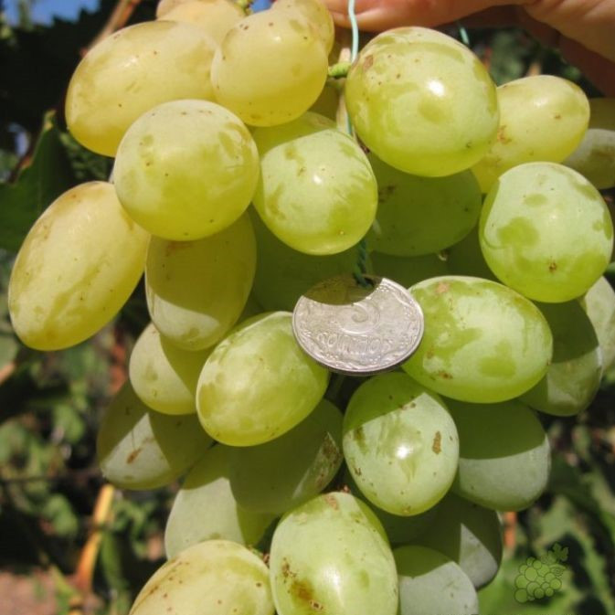 Саджанці Винограду Молочний - середньо-пізнього строку, великоплідний, морозостійкий, фото 1