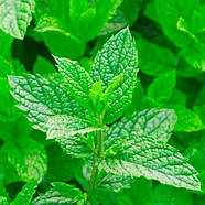 Саджанці М'яти перцевої (Mentha piperita) Р9, фото 2