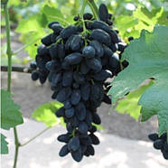 Саджанці Винограду Надія Рання - раннього терміну, соковитий, морозостійкий, фото 2