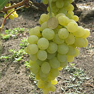 Саджанці Винограду Рафінад - ранньо-середнього терміну, транспортабельний, великоплідний, фото 2