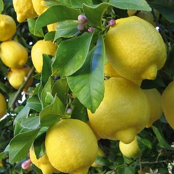 Саджанці ремонтантних лимона Павловський (Pavlovsky) 2-х річний - самозапильний, великоплідний, ремонтантний