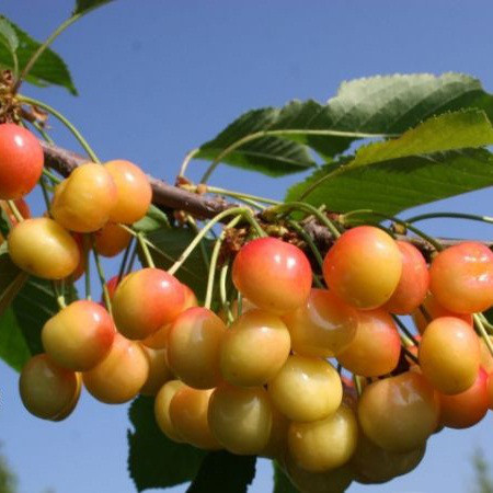 Черешня Сонячна Куля – солодка, великоплідна, ранньостигла, фото 1