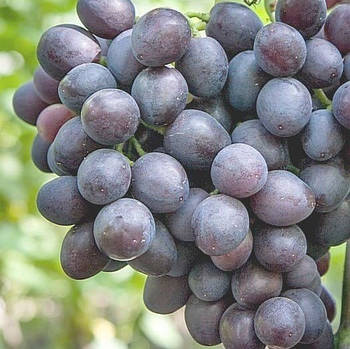 Саджанці Винограду Аюта - дуже раннього терміну, великоплідний, урожайний