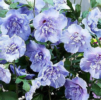 Саджанці Гібіскуса сирійського махрового Блакитний шифон (Hibiscus syriacus Blue Chiffon)