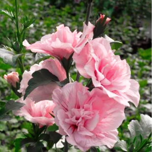 Саджанці Гібіскуса сирійського Пінк Шифон (Hibiscus Pink Chiffon) 50-60 СМ, фото 1