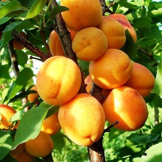 Саджанці Абрикоса Лескора - надранній, зимостійкий, невибагливий, фото 1