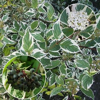 Саджанці Дерена білого Сібіріка Варієгата (Cornus alba Sibirica Variegata)