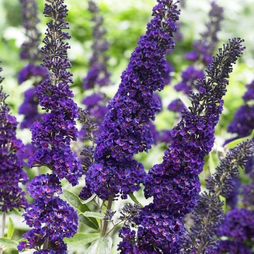 Саджанці Буддлеї Давида Блек Кінг (Buddleja davidii Black Knight) Р9, фото 1