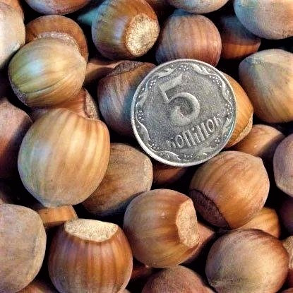 Саджанці Фундука (ліщини) Ракетний (двухрічний) - середній, тонкошкірий, урожайний, фото 1