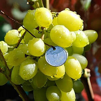 Вегетуючі саджанці винограду Бажена - раннього терміну, великоплідні, морозостійкий