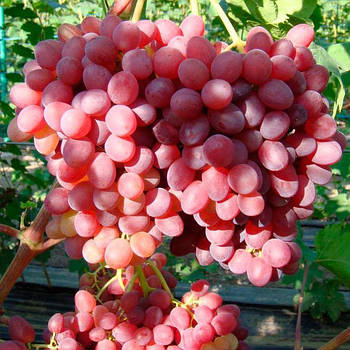 Вегетуючі саджанці винограду Кишмишу Велес - дуже ранній, великоплідний, зимостійкий