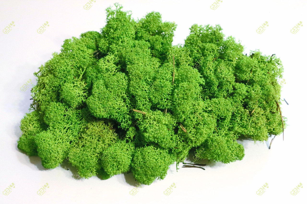Стабілізований мох Green Ecco Moss скандинавський лишайник ягель Apple Green 0.5 кг