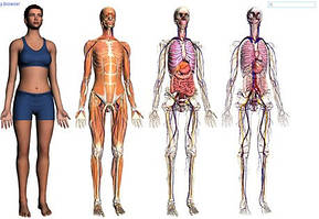 Анатомія людини