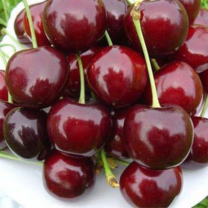 Саджанці Черешні Феровія - середнього терміну, транспортабельна, зимостійка, фото 1