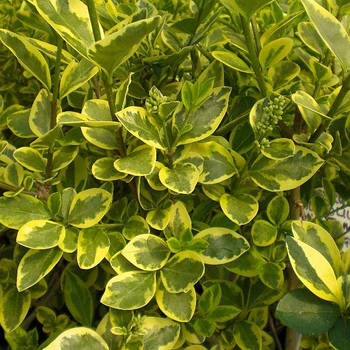 Саджанці Бирючини звичайної Варіегата (Ligustrum variegata)