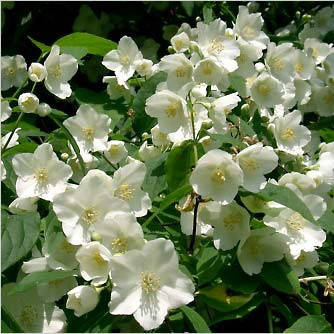 Саджанці Чубушника вінцевого, Жасмин (Philadelphus coronarius)