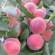 Саджанці Персика Харбінгер - ранній, великоплідний, урожайний, фото 2