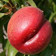 Саджанці Нектарина Кримчанин - середній, великоплідний, зимостійкий, фото 2