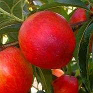 Саджанці Нектарина Кримчанин - середній, великоплідний, зимостійкий, фото 3