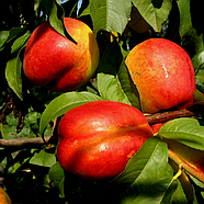 Саджанці Нектарина Рубіновий-7 - середній, великоплідний, урожайний, фото 2