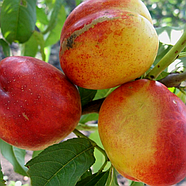 Саджанці Нектарина Рубіновий-7 - середній, великоплідний, урожайний, фото 3