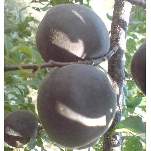 Саджанці Абрикоса Мелітопольський чорний - середній, урожайний, зимостійкий, фото 1