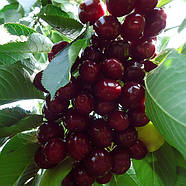 Саджанці Черешні Джорджія, середньо-рання, морозостійка, фото 2