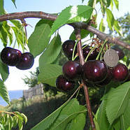 Саджанці Черешні Французька чорна - пізнього строку, урожайна, морозостійка, фото 2