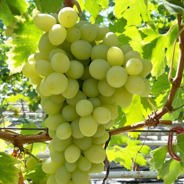 Саджанці Винограду Благовіст - раннього терміну, урожайний, великоплідний, фото 1