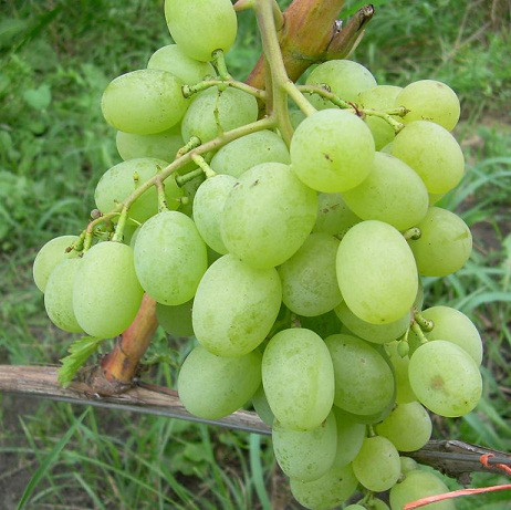Саджанці Винограду Новий Подарунок Запоріжжю (НПЗ) - раннього терміну, урожайний, морозостійкий, фото 1