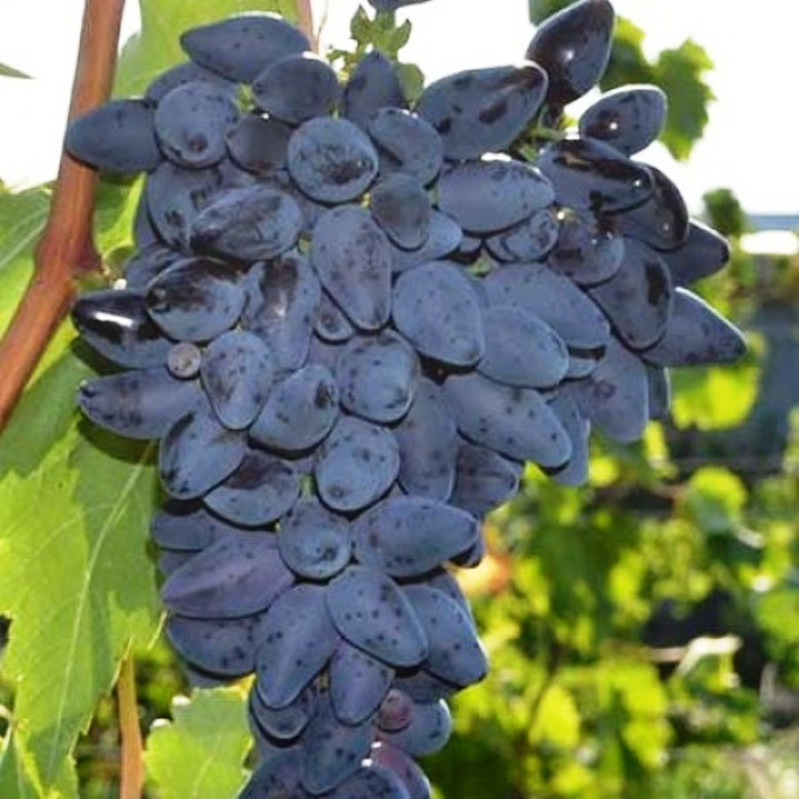 Саджанці Винограду Вікінг - раннього терміну, урожайний, транспортабельний, фото 1