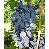 Саджанці Винограду Вікінг - раннього терміну, урожайний, транспортабельний, фото 2