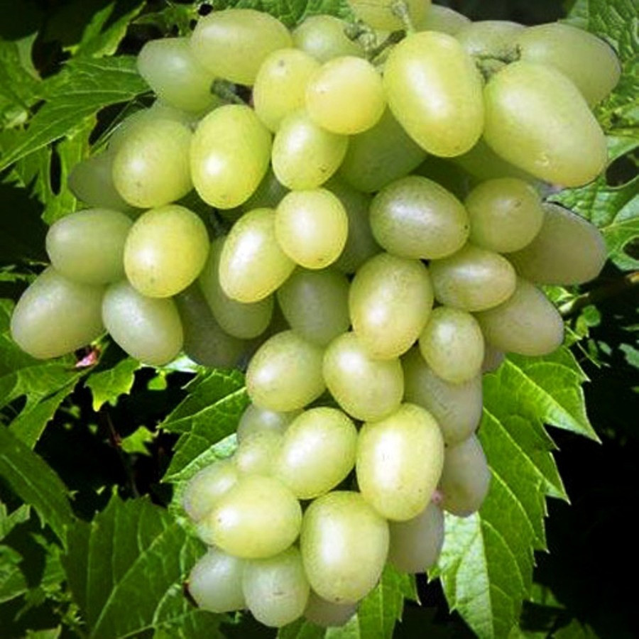 Саджанці Винограду Довгоочікуваний - раннього терміну, морозостійкий, великоплідний, фото 1