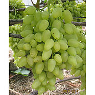 Саджанці Винограду Довгоочікуваний - раннього терміну, морозостійкий, великоплідний, фото 2