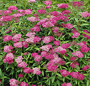 Спірея японська Антоні Ватерер – декоративна, рясноквітуча, яскрава Р9, фото 2