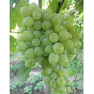 Саджанці Винограду Захват Ідеальний - середнього терміну, транспортабельний, морозостійкий, фото 2