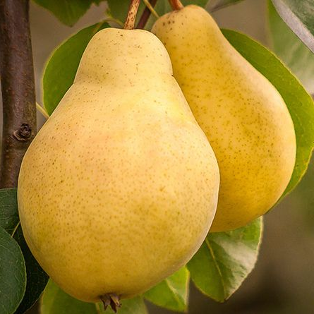 Саджанці Груші Кіффера - осіннього терміну , морозостійка, невибаглива, фото 1