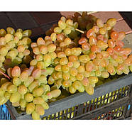 Саджанці Винограду Пам'яті Смольникова - ранньо-середнього терміну, великоплідний, морозостійкий, фото 2