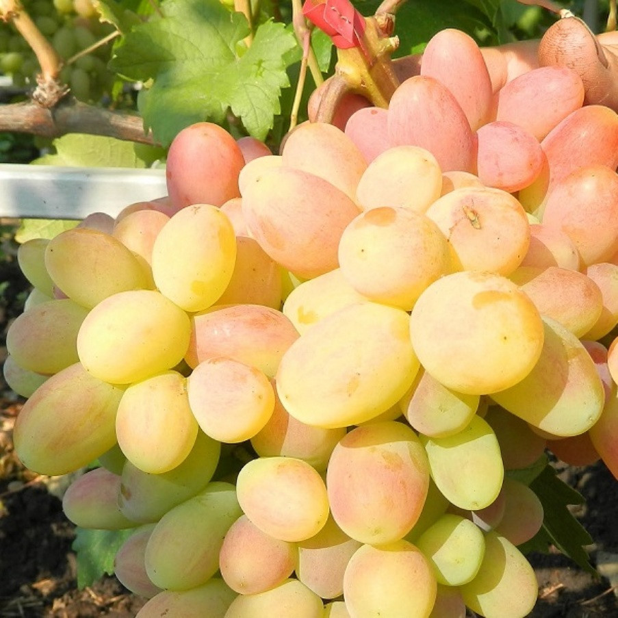 Саджанці Винограду Ух-ти (Шамаханська Цариця) - раннього терміну, великоплідний, морозостійкий, фото 1