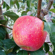 Саджанці Яблуні Пінова (Pinova) - зимова, крупноплідна, зимостійка, фото 2