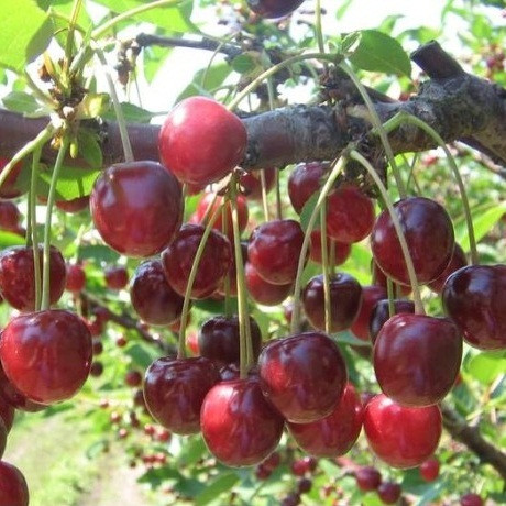 Саджанці Вишні Пустунка - середнього терміну, високоврожайна, крупноплідна, фото 1