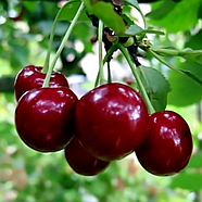 Саджанці Вишні Пустунка - середнього терміну, високоврожайна, крупноплідна, фото 2