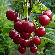 Саджанці Вишні Пустунка - середнього терміну, високоврожайна, крупноплідна, фото 3