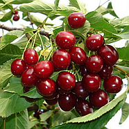 Саджанці Вишні Пустунка - середнього терміну, високоврожайна, крупноплідна, фото 4