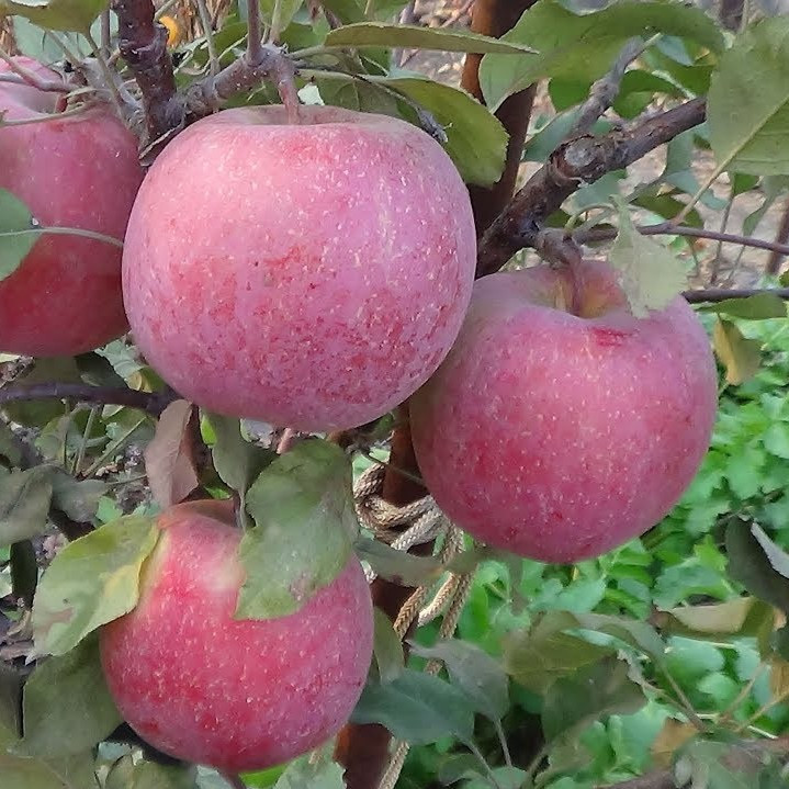 Саджанці Яблуні Фуджі Кіку 8 - зимова, крупноплідна, зимостійка, фото 1