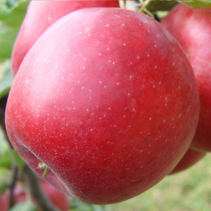 Саджанці Яблуні Евеліна - зимова, крупноплідна, врожайна, фото 1